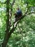 treeworker_06.jpg